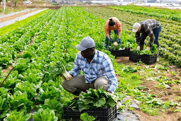 Ogun plans land management agency to boost food production 
